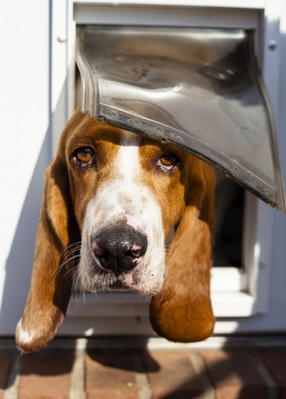 Dog Door Installation Costs — Cost of Dog Door Installation