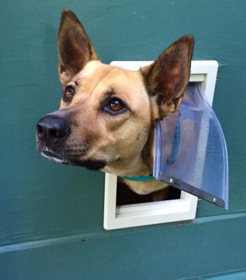 Dog Door Installation Services Overview
